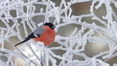 Красивый снегирь - картинки и фото poknok.art