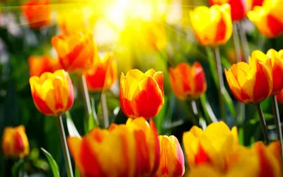 Красивые картинки тюльпаны весна обои
