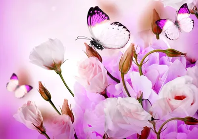 Красивые картинки цветов и бабочек обои