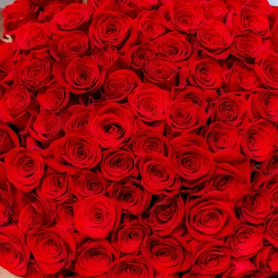 Красная роза с капельками воды на лепестках — Фотографии на аву | Розы,  Красная роза, Цветы