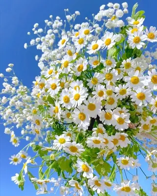 Прекрасные цветы - 59 фото