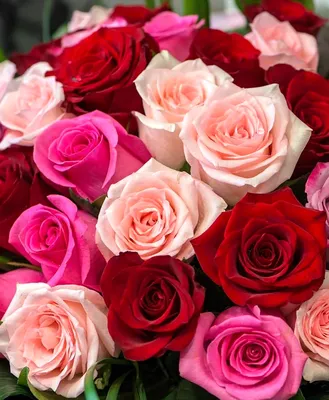Обои на рабочий стол Красивые и нежные цветы, розы покрытые каплями, обои  для рабочего стола, скачать обои, обои бесплатно