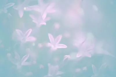 Красивый цветочный фон сушеных орхидеи цветов в нежных пастельных тонах  Место для текста, дизайн поздравительных открыток Стоковое Фото -  изображение насчитывающей карточка, много: 163731442