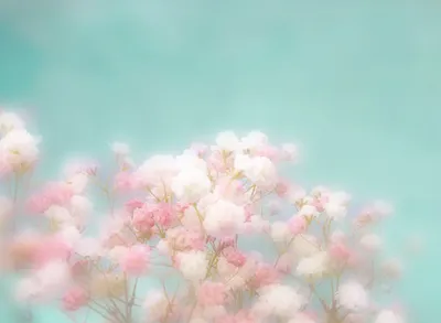 Цветы в пастельных тонах (106 фото) »