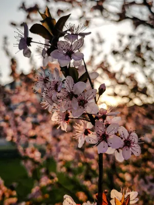 Красивые картинки весна природа обои