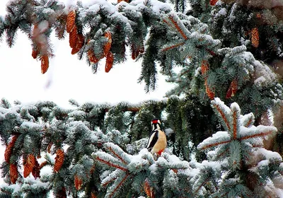 картинки : люди, снег, Красный, зима, Взаимодействие, Ребенок, дерево,  люблю, весело, объятие, улыбка, Малыш, растение, счастливый, Playing in the  snow, Семейный, Портретная фотография, костюм 6016x4000 - Daniel Spase -  1498451 - красивые картинки - PxHere