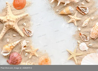 Большие красивые морские звезды на песке на белом фоне :: Стоковая  фотография :: Pixel-Shot Studio