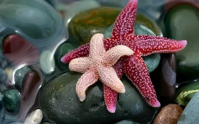 Красивые морские звёзды на предпосылке песка Стоковое Изображение -  изображение насчитывающей красивейшее, естественно: 77737855