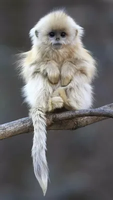 Самая красивая обезьяна. | Самые красивые животные в мире. | Дзен