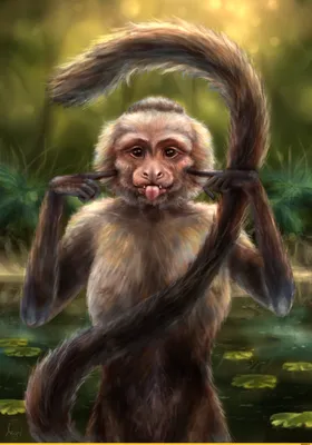 Capuchin / animal art :: красивые картинки :: Капуцин :: обезьяна ::  Anirysel :: art (арт) / картинки, гифки, прикольные комиксы, интересные  статьи по теме.