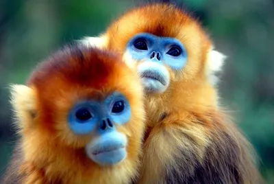 Самые красивые обезьяны в мире (40 редких ФОТО) | KRASOTA.ru