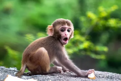 Гелада: Наверное, самая красивая в мире обезьяна. Эти приматы обзавелись  гривой, гигантскими клыками и «кровоточащим сердцем» | Книга животных | Дзен
