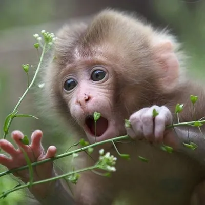 Этнопарк \"Нью - Васюки\" - Наш магот Вадик! Маготы - красивые обезьяны. От  других макак они отличаются отсутствием хвоста. Маготы проводят ночи на  ветвях деревьев. Днем они медленно передвигаются по своему участку