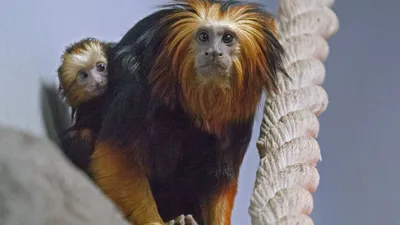 39,304 красивая обезьяна стоковые фото – бесплатные и стоковые фото RF от  Dreamstime