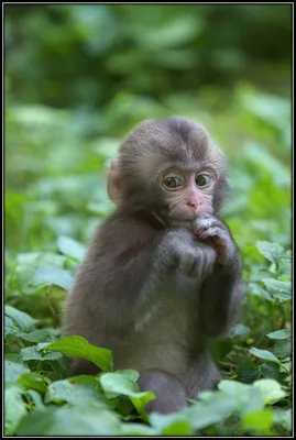 Юнаньская курносая обезьяна. | 美しい動物, ペットのポートレイト, 珍しい動物