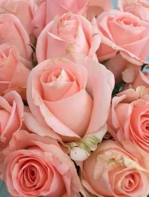 Нежные розы🌹🌹 | Розы, Винтажные цветы, Розовые розы