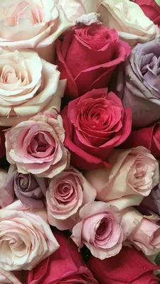 Крассные красивые розы букет 64k …» — создано в Шедевруме