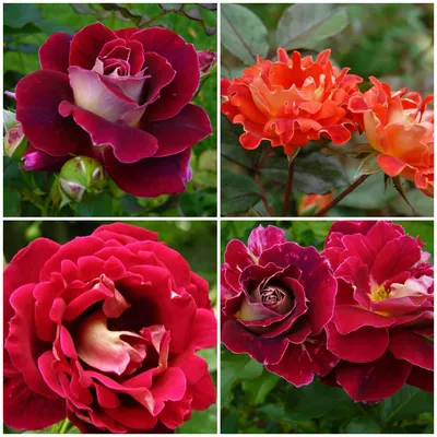 Красные пышные красивые розы» — создано в Шедевруме