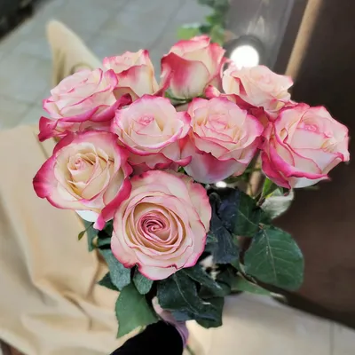 Цветы1 | Фиолетовые розы, Красивые розы, Дикий цветок