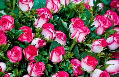 51 красная роза в крафте - Доставкой цветов в Москве! 20874 товаров! Цены  от 487 руб. Цветы Тут