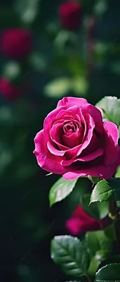 Красивый 68. букет из 35 английских роз по цене 11876 руб. заказать с  доставкой по Москве - свежие цветы от интернет-магазина \"Во имя розы\"
