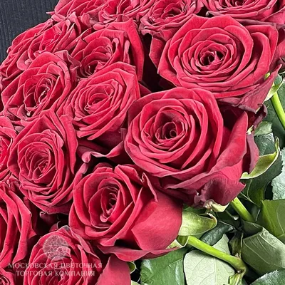 Коралловые розы !!! | Коралловые розы, Красивые розы, Красивые цветы