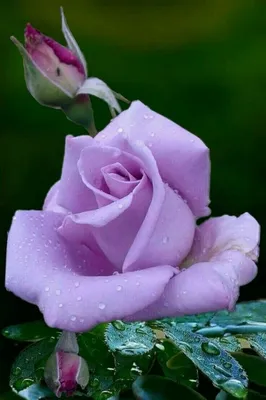 Цветы.Весна. Розы. Женщина. Девушка. Красота. Любовь. Нежность. Фото.  Картинка. Изображение. | Белая роза, Розы, Белые розы