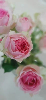 Самые редкие розы - 74 фото