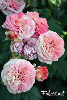 Моно из розы Джульетта - KORA flowers - интернет магазин цветов в  Санкт-Петербурге