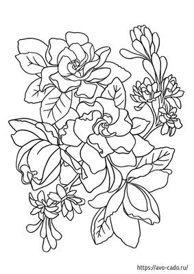 Красивые Векторные Цветы Розы Изолированы Белом Фоне Черно Белая Гравировка  Векторное изображение ©AndreYanush 230883048