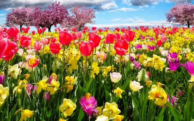 30 самых красивых весенних цветов: определитель с фото и названиями фото HD  картинки – Mariupol Pitomnik \"AZOV\"