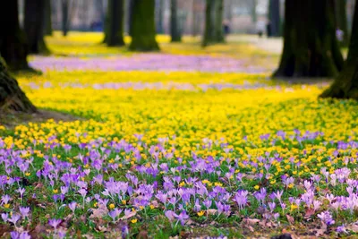 Красивые Весенние Цветы Бумажном Фоне стоковое фото ©Kruchenkova 246883486