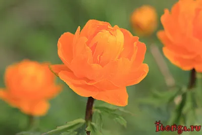 Красивые весенние цветы - онлайн-пазл