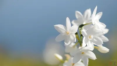 Самые красивые весенние цветы» — создано в Шедевруме