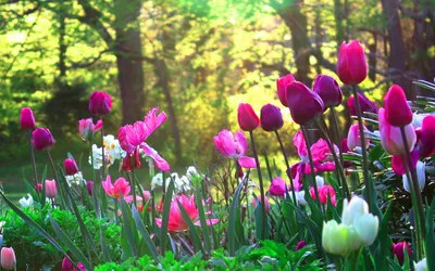 Красивые Весенние Цветы В Keukenhof Парке В Нидерланды (Голландия)  Фотография, картинки, изображения и сток-фотография без роялти. Image  56298447