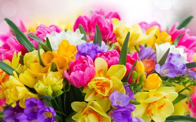 Посмотри. - Крокусы – очень красивые весенние цветы. | Facebook