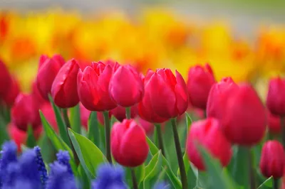 Красивый букет весенних цветов - 77 фото