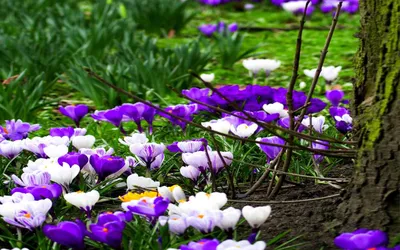 Весна фото: птицы и весенние цветы невероятно красивые фото - природа,  фото, весна, цветы, птица | Обозреватель | OBOZ.UA