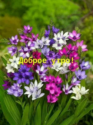 Красивые весенние цветы в ретро-саду - онлайн-пазл