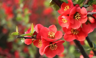 Красные цветы на подоконнике: Виды комнатный растений с красными цветами |  Aesthetic landscape