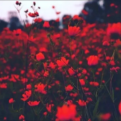 Красные цветы - 69 фото