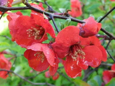 Красный цветок с желтым пестиком (Антуриум)