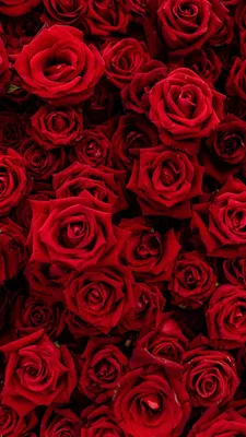 Красные садовые цветы. Каталог, названия, цены ⋆ blumgarden.ru