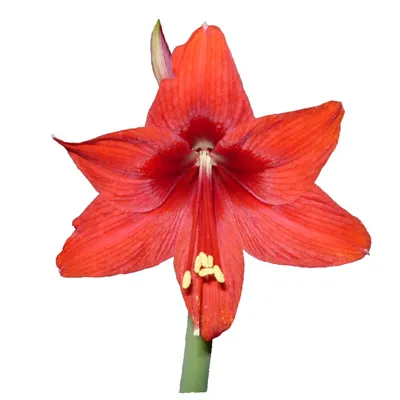 Большая красная Пуансеттия - цветок Рождественская звезда поштучно | купить  недорого | доставка по Москве и области