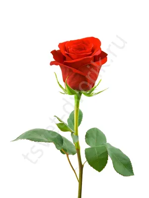 Букеты из красных цветов, из красных роз, композиции и корзины их красных  роз