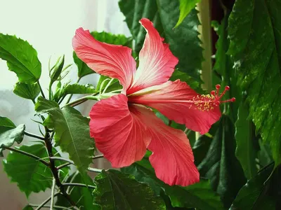 Пуансеттия - рождественский цветок из Мексики - БЛОГ О МЕКСИКЕ