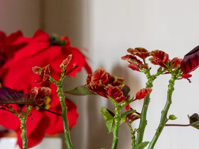 Китайская роза приметы и суеверия, связанные с гибискусом