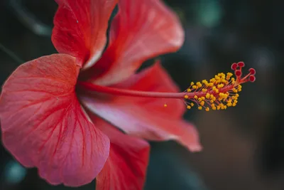 Красный цветок с желтым пестиком (52 фото) - 52 фото
