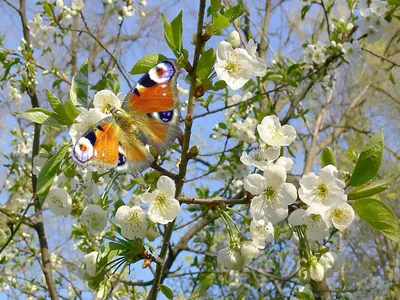 Красота природы весной - 43 фото