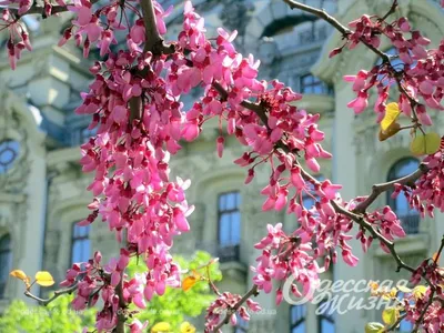Картинки красота весны - 79 фото